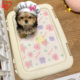爱丽思狗狗厕所宠物小型犬尿盆幼犬用平板夹尿垫爱丽丝狗厕所用品