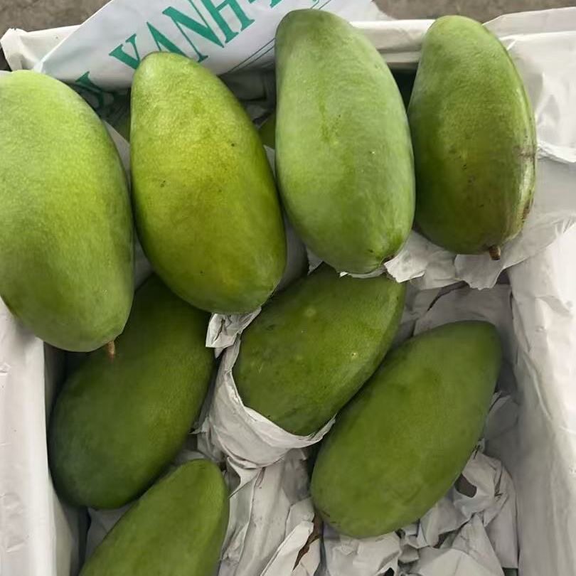 越南大青芒果新鲜应季水果奶茶店蛋糕店批发带框发货60斤