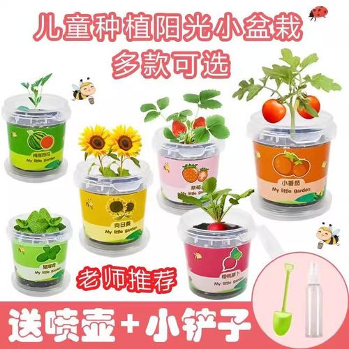 向日葵种子四年级学生学校套装儿童种植小盆栽指甲花种籽实验植物