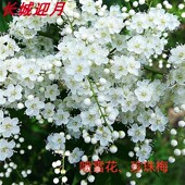 喷新款 中盆金叶盆栽绣线菊棣棠花苗珍珠梅冰生溲疏雪樱花爬藤植物