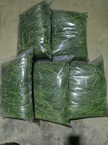 26年新出炉烘干出炉南提提摩西草