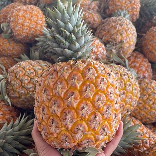 海南芒果凤梨金芒冬季非纯甜