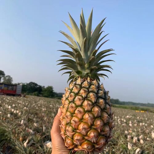 海南树熟金钻凤梨自然成熟