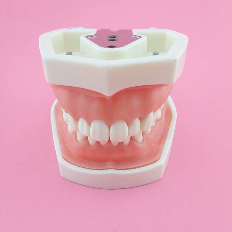 牙科备牙模型口腔专业学生制备牙体练习模型28颗牙可拆卸带ef颌架