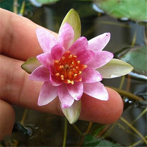 四季水培5颗迷你小睡莲带芽碗莲种子水生植物微型荷花苗莲花盆栽