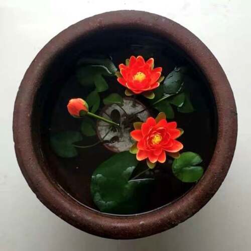 四季水培迷你睡莲带芽花根微荷花