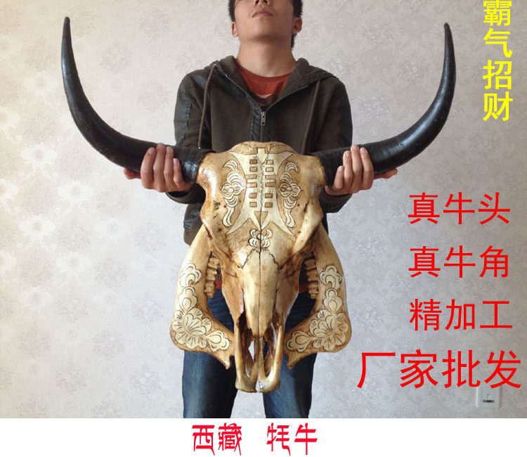 纯天然 牦牛头骨工艺品 真牛头装饰品 牛羊头骨标本 厂家直销