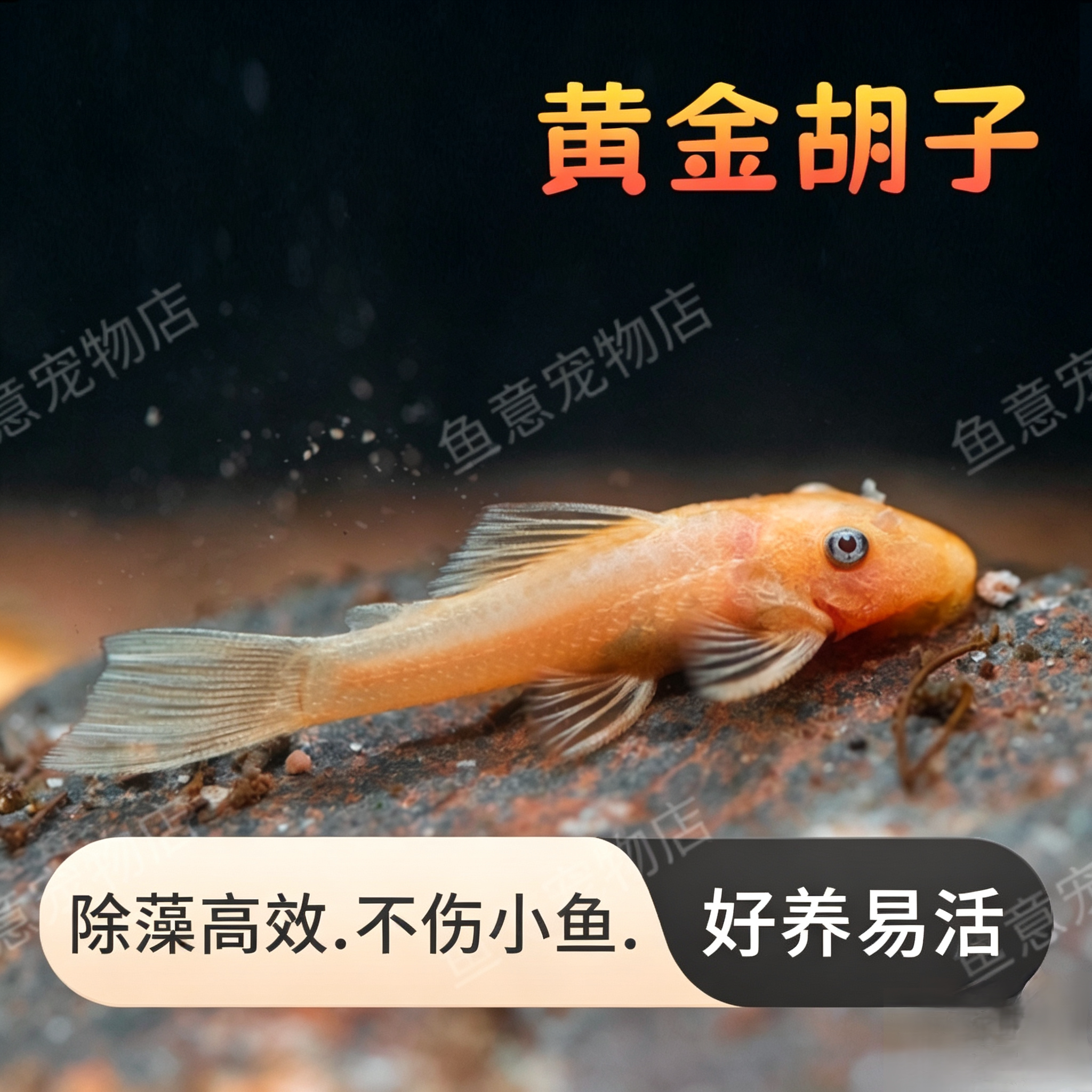 黄金大胡子鱼,擦缸除藻清洁工具鱼,热带观赏鱼