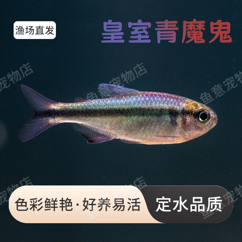 皇室青魔鬼蓝缎带热带南美群游灯鱼,宠物/宠物食品及用品,鱼,淘宝优惠券,粉丝福利购,淘宝优惠卷
