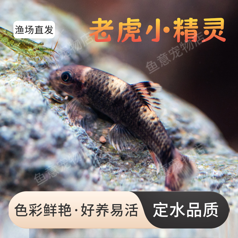 老虎小精灵熊猫墨头鱼除藻工具鱼热带淡水观赏鱼