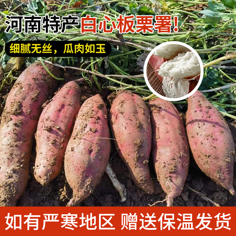 河南南阳西峡红皮白心板栗红薯老品种白薯商薯19地瓜山芋当季新鲜