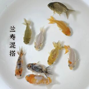 冷水兰寿水花玛丽金鱼玉兔观赏鱼小型奶牛便宜小鱼鱼苗练手好养活