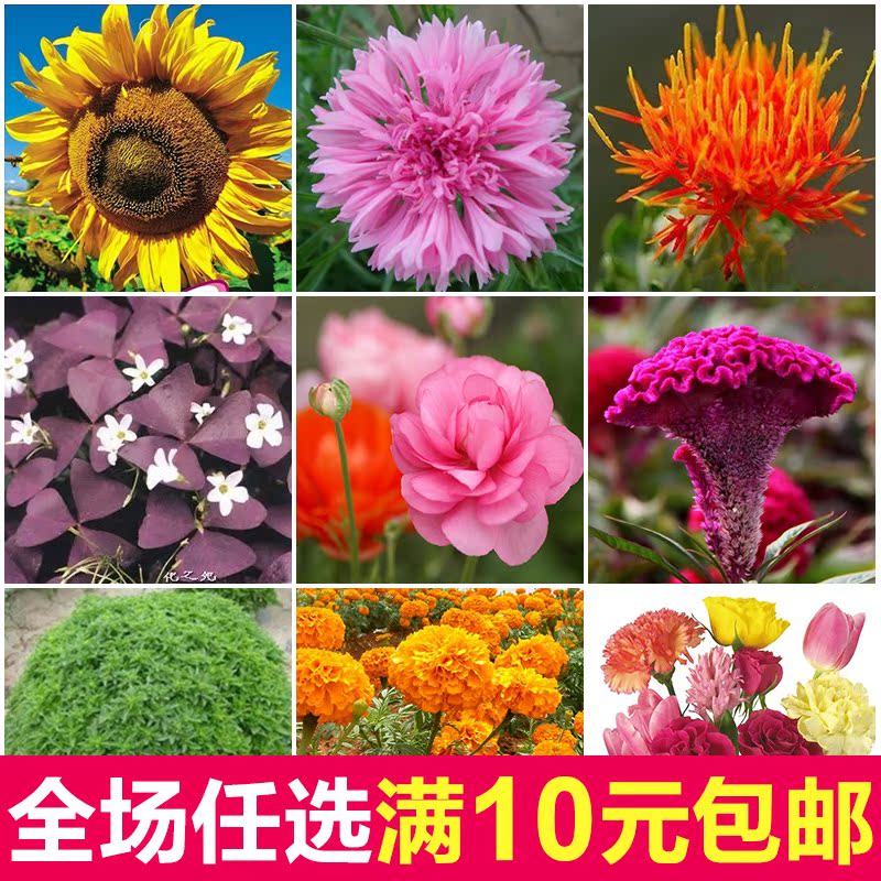 九層塔紫蘇紫羅勒虞美人永生菊薰衣草幸運草向日葵牽牛花四季易種