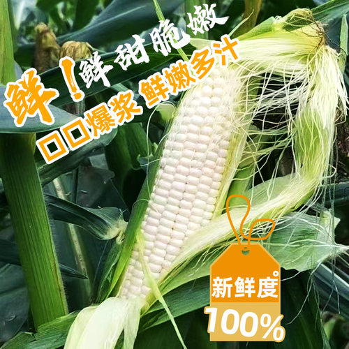 果真香牛奶水果玉米开袋即食生吃