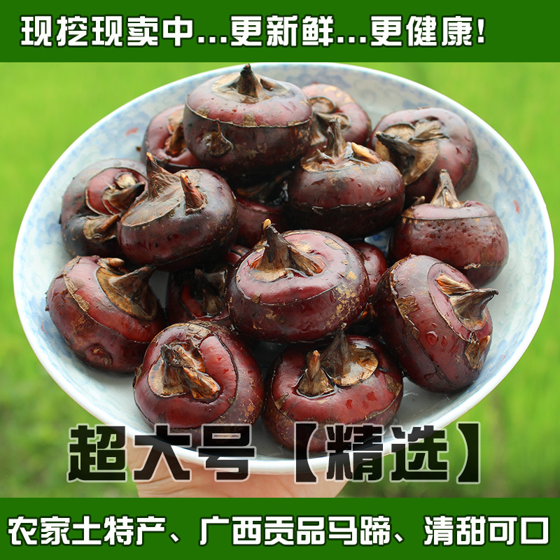 【精选】超大号新鲜现挖5斤广西桂林特产马蹄荸荠清甜地栗包邮
