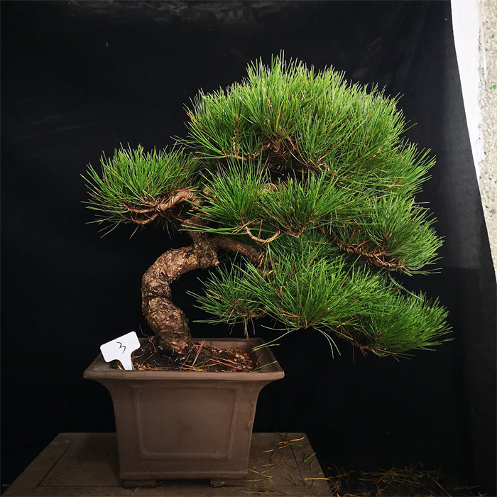 精品苍老爆皮黑松日本黑松盆景盆栽四季常青室内外绿植园艺松树