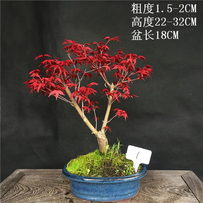 红枫出猩猩露天漂亮好看