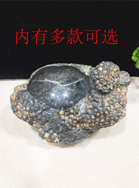 精品天然珊瑚虫化石奇石摆件