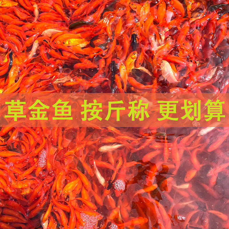草金鱼冷水观赏鱼好养耐活淡水鱼