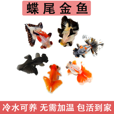 好养耐活冷水淡水鱼蝶尾红白包金