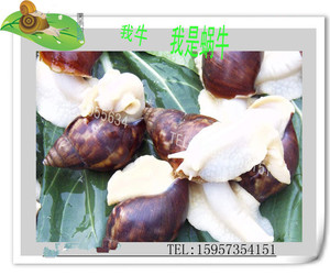特大白玉蜗牛活体/乌龟饲料/酒店西餐厅食用蜗牛美食每斤18只