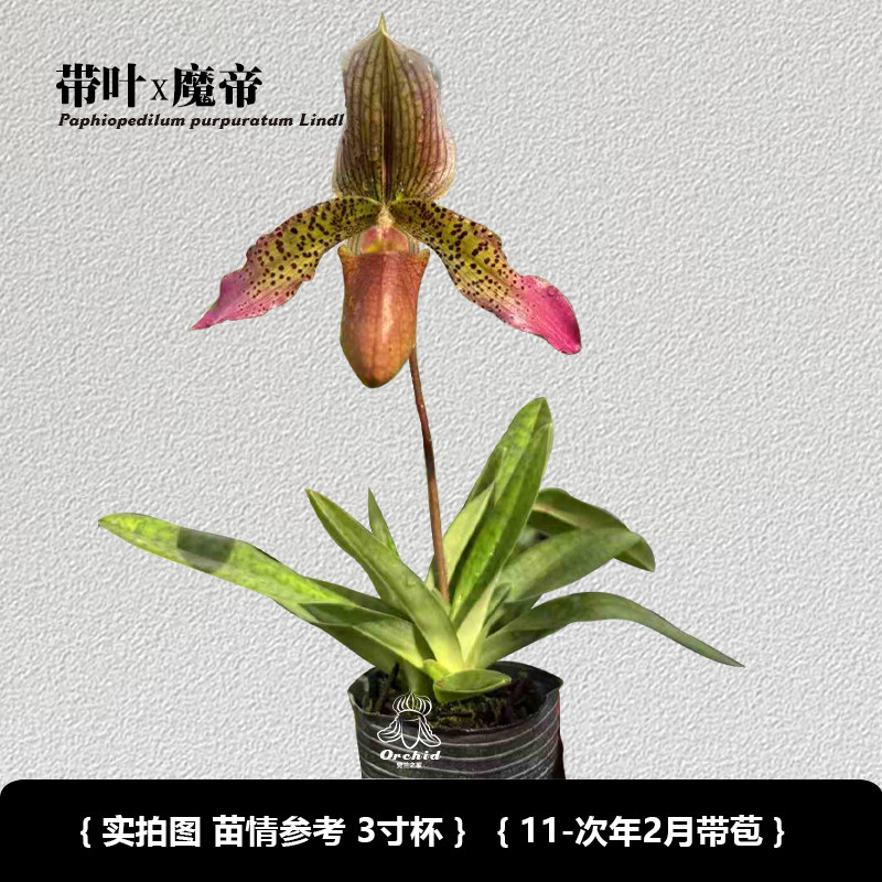 兜兰之家 带叶x魔帝 带花苞 红花 仙履兰拖鞋兰小众绿植桌面盆栽