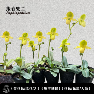 兜兰之家-报春兜兰 带花苞 原种实生苗续花兜小型品种兰花盆栽