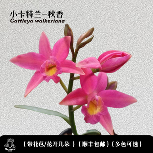 兜兰之家 迷你卡特兰-秋香 带花苞 矮种卡特兰洋兰桌面盆栽