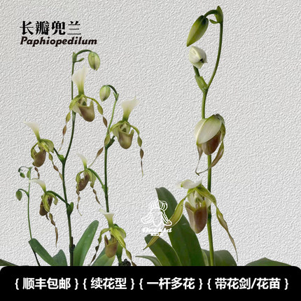 兜兰之家 长瓣兜兰带花苞 实生苗原生种 Paph.dianthum多花系盆栽