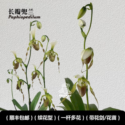 兜兰之家 长瓣兜兰带花苞 实生苗原生种 Paph.dianthum多花系盆栽