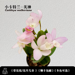 兜兰之家 迷你卡特兰-海洋之星 带花苞 矮种卡特兰洋兰桌面盆栽