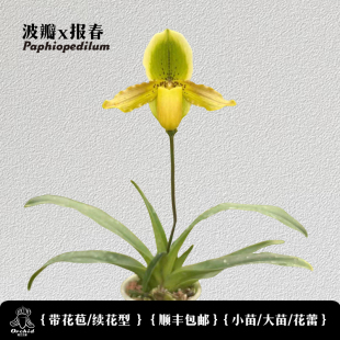 兜兰之家-波瓣x报春兜兰 带花苞 拖鞋兰洋兰桌面盆栽小众花卉阳台