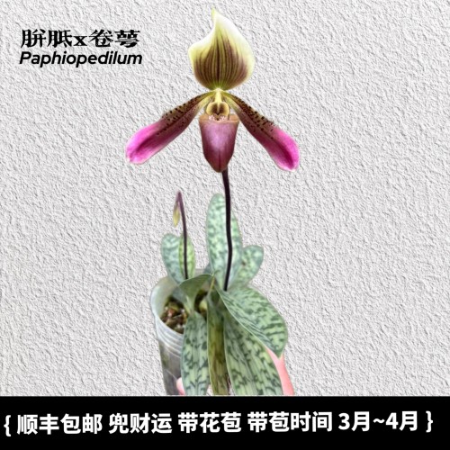 兜兰之家-胼胝x卷萼兜兰带花苞 paph.callosumXappletoninum斑叶
