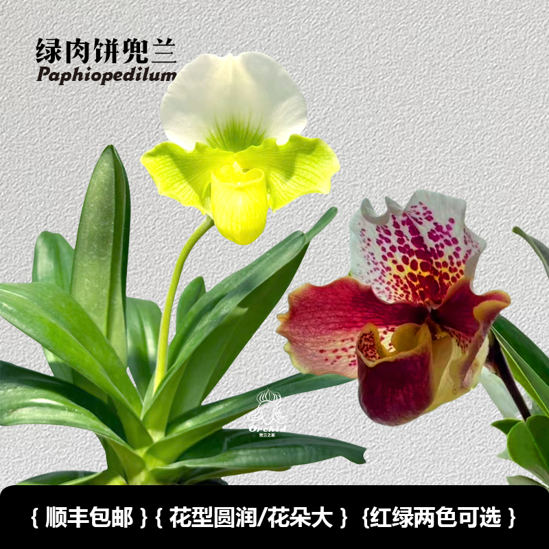 兜兰之家-绿肉饼兜兰 带花苞红肉饼/绿肉饼花期长室内盆栽大花兜