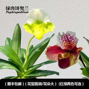 兜兰之家-绿肉饼兜兰 带花苞红肉饼/绿肉饼花期长室内盆栽大花兜