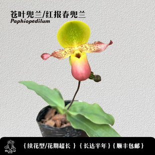 兜兰之家-苍叶兜兰 带花苞 花期超长 仙履兰洋兰桌面盆栽小众花卉
