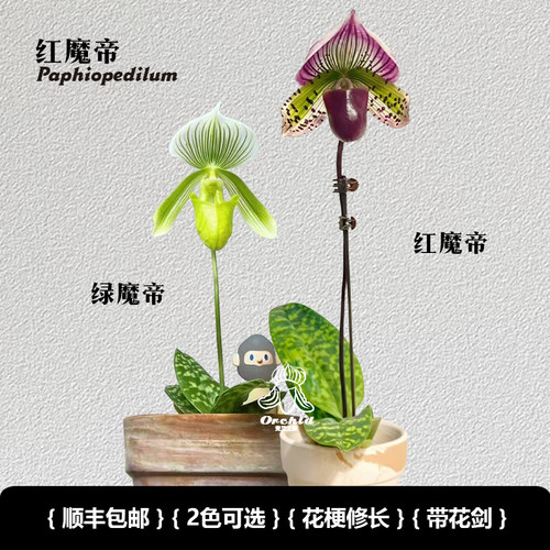 兜兰之家 红魔帝兜兰 带花苞 红花 仙履兰拖鞋兰小众绿植桌面盆栽