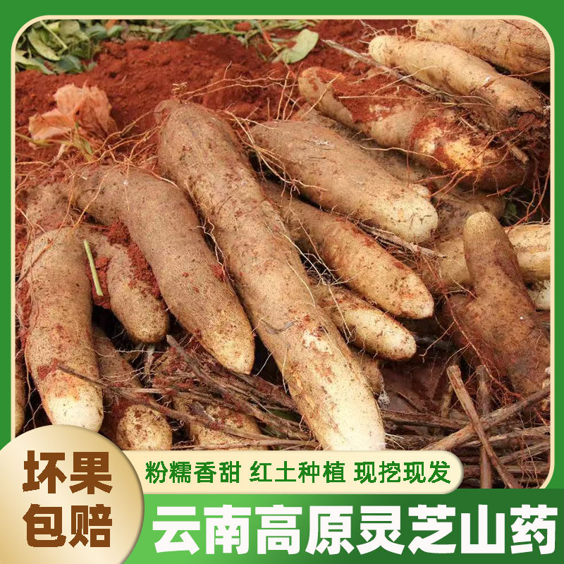云南灵芝山药正宗新鲜灵芝文山特产当季秤砣整箱糯米新鲜蔬菜现挖