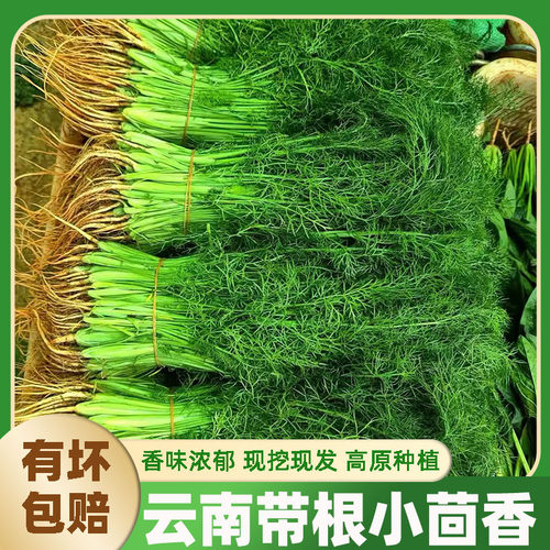 云南高原现挖整颗带根小茴香苗