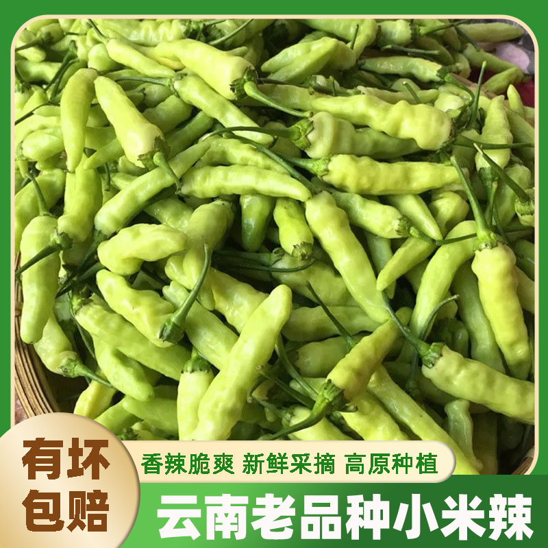 云南野山椒新鲜小米辣泡椒蔬菜专用小米椒黄白米辣朝天椒生鲜辣子