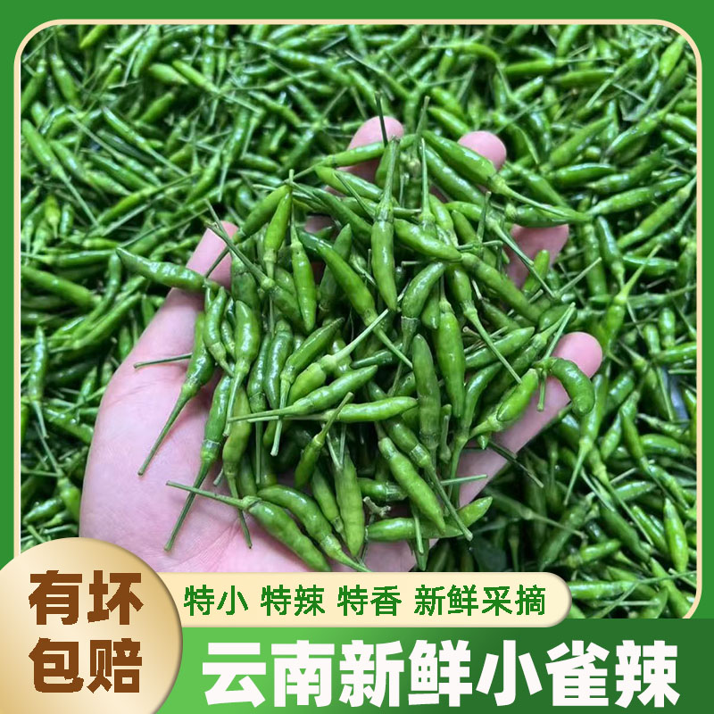 云南金平小雀辣超辣朝天椒特辣指天椒迷你小雀辣新鲜辣椒蔬菜当季
