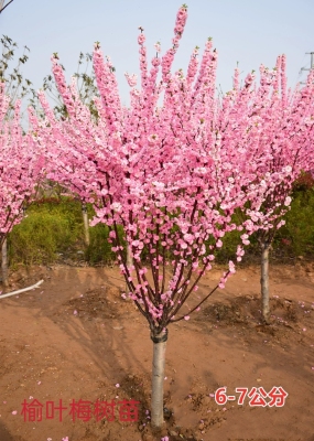 园林绿化苗木庭院观花植物梅花苗嫁接榆叶梅苗榆叶梅树苗风景树苗