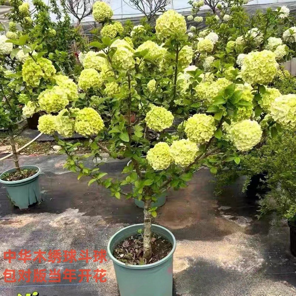 中华木绣球木本绣球大花斗球别墅庭院盆栽地栽花卉耐寒耐热风景树,鲜花速递/花卉仿真/绿植园艺,绣球/木绣球/木本植物,淘宝优惠券,粉丝福利购,淘宝优惠卷