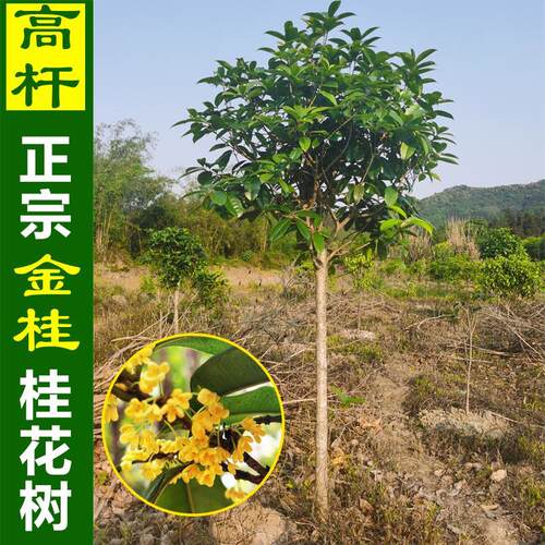 正宗原生浓香桂花树苗地栽庭院大树金桂黄金桂八月桂盆栽室内外