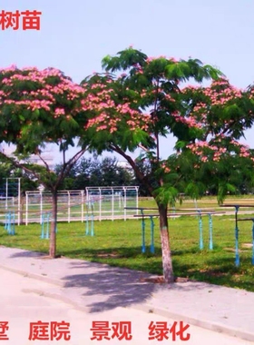 合欢树苗芙蓉树绒花树苗盆栽名贵花绿化庭院植物花卉荣华树风景树