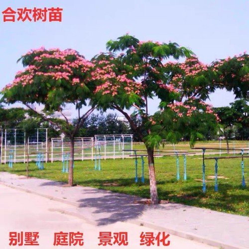 合欢树苗芙蓉树绒花树苗盆栽名贵花绿化庭院植物花卉荣华树风景树