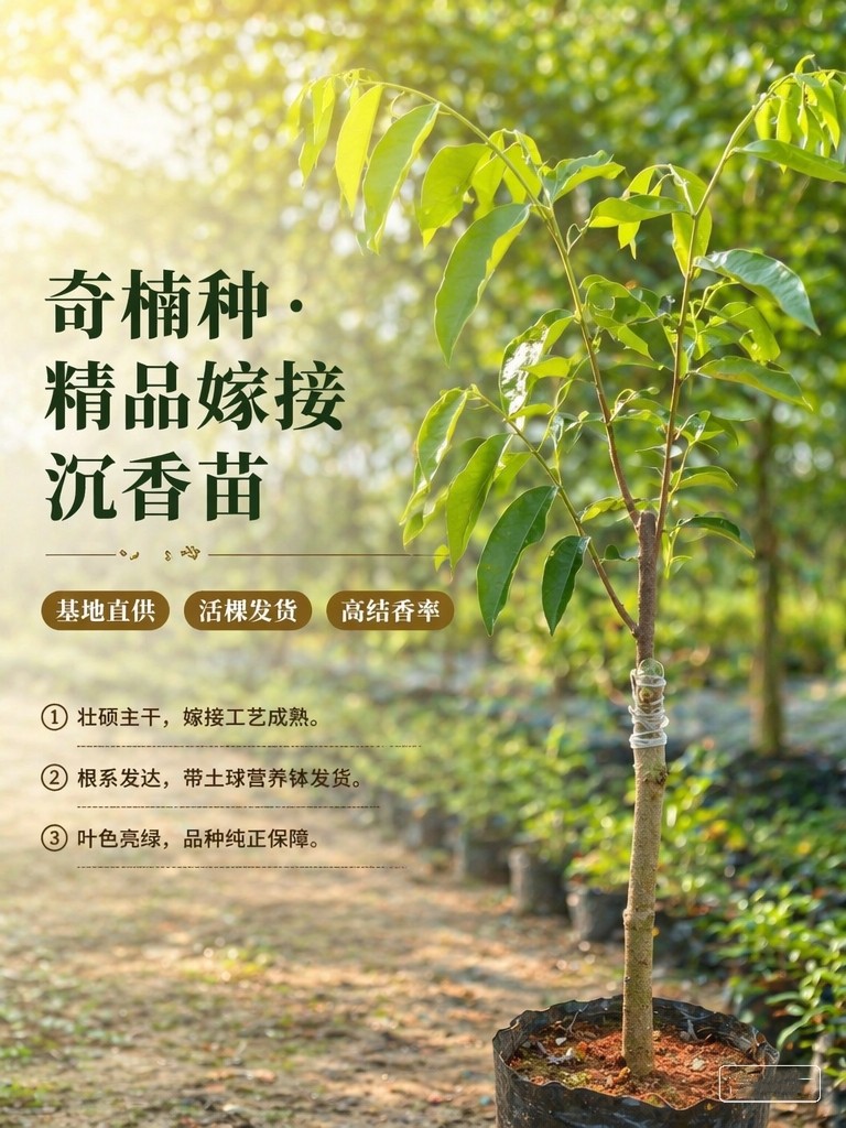 奇楠沉香嫁接树苗50送5香脉绿造型盆景