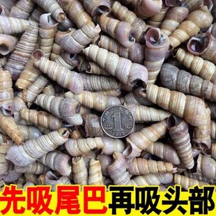 钉螺鲜活新鲜去尾大个【顺丰包邮】鲜活钉螺去尾免处理新鲜海螺丝