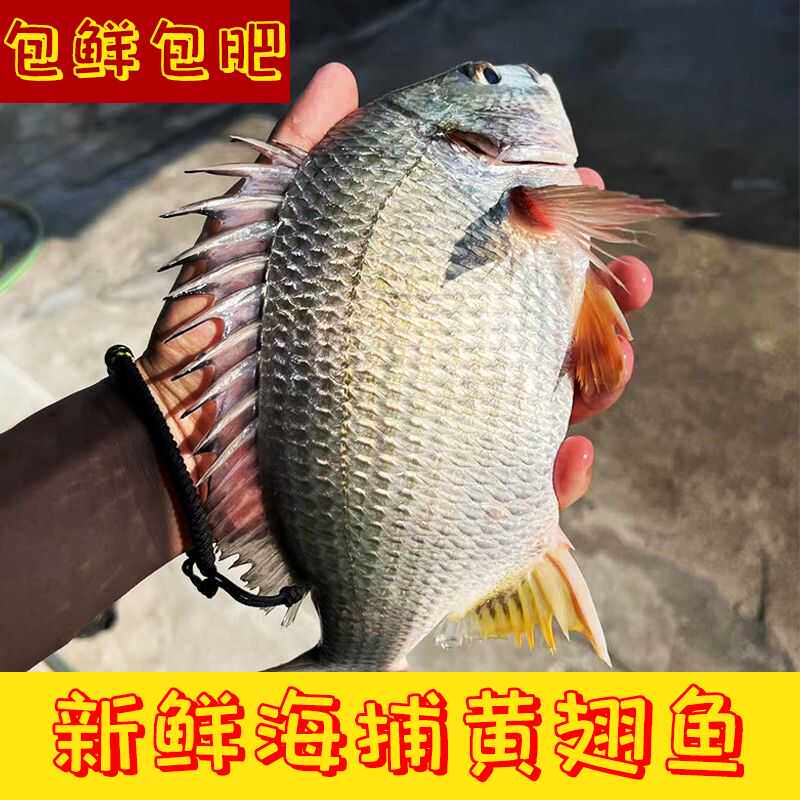 大号鲜活自家渔船捕黄翅鱼