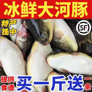 大河豚鱼即食扬中水产鲜活海鲜冰鲜养殖橘黄礼盒小巴鱼